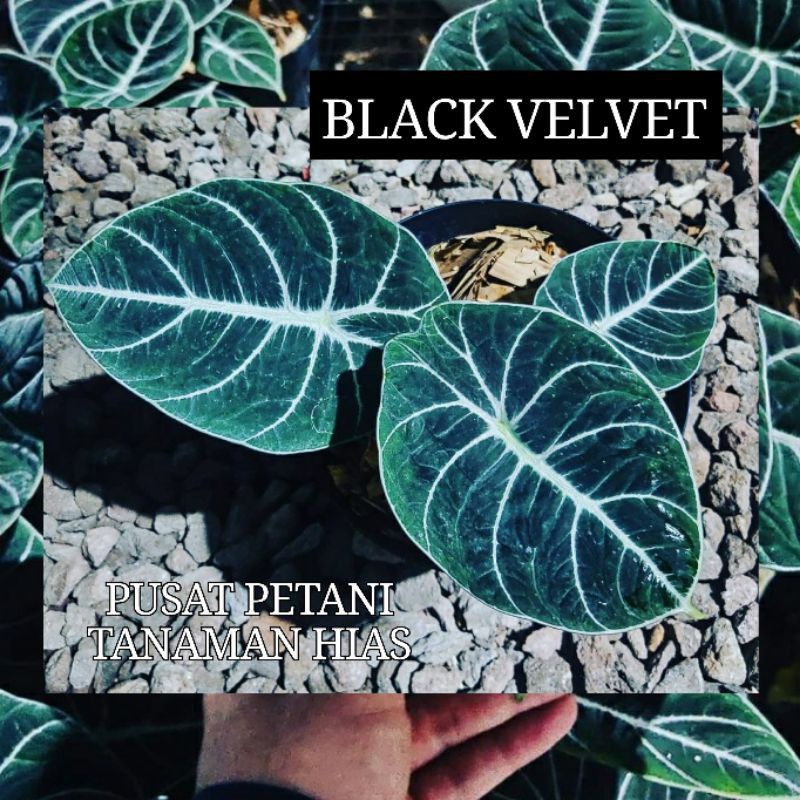 Bibit umbi alocasia Black velvet bonggol PUSAT PETANI TANAMAN HIAS
