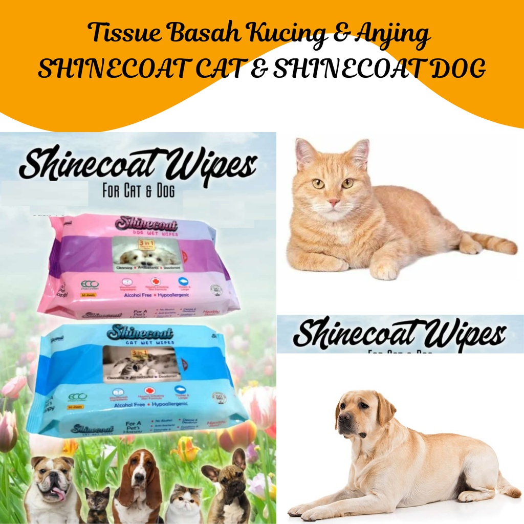 Tissue Basah Kucing &amp; Anjing SHINECOAT For CAT &amp; DOG | SHINE COAT TISSUE Isi 50 Pcs