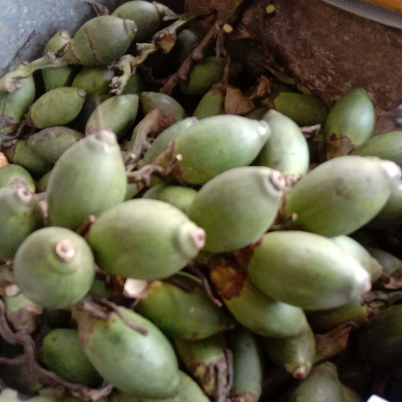 

pinang muda /jambe