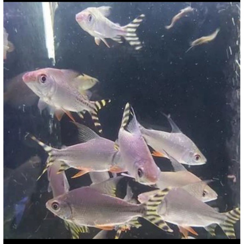 Ikan Hias Yelow Fei Feng Large  YFF Flag Tail Aquarium