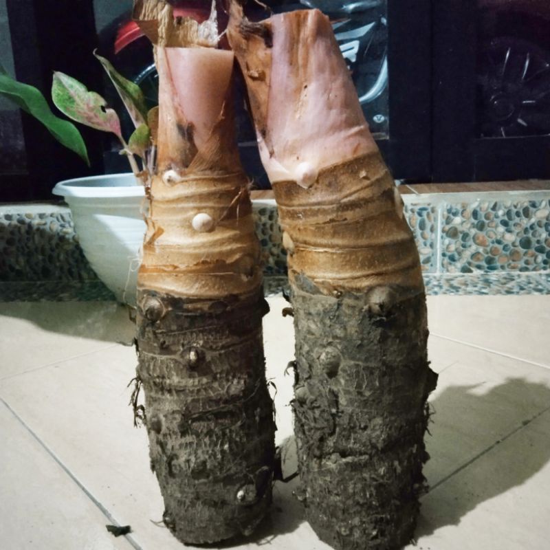 

Talas Bogor Kualitas terbaik per 500 gram