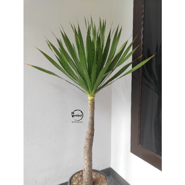 Pandan Bali / Pohon Pandan Bali