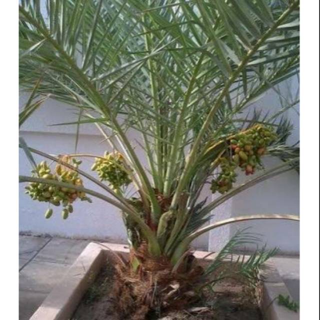 Bibit Tanaman Buah Kurma Ajwa