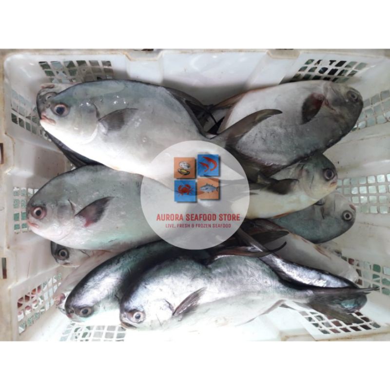 

Ikan Bawal fresh