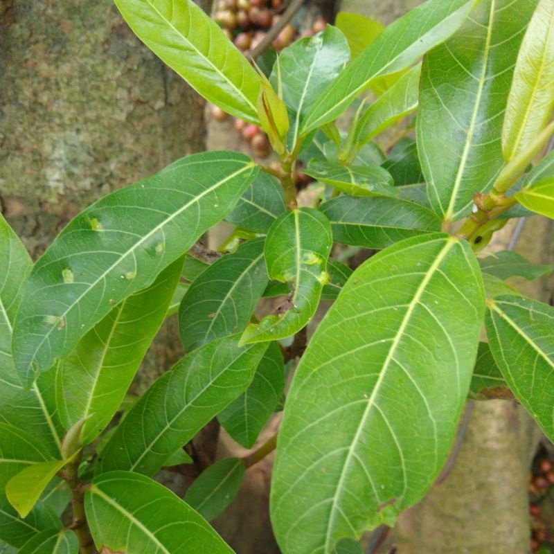 

DAUN BUAH LOA, ARA SEGAR ORGANIK 300gr