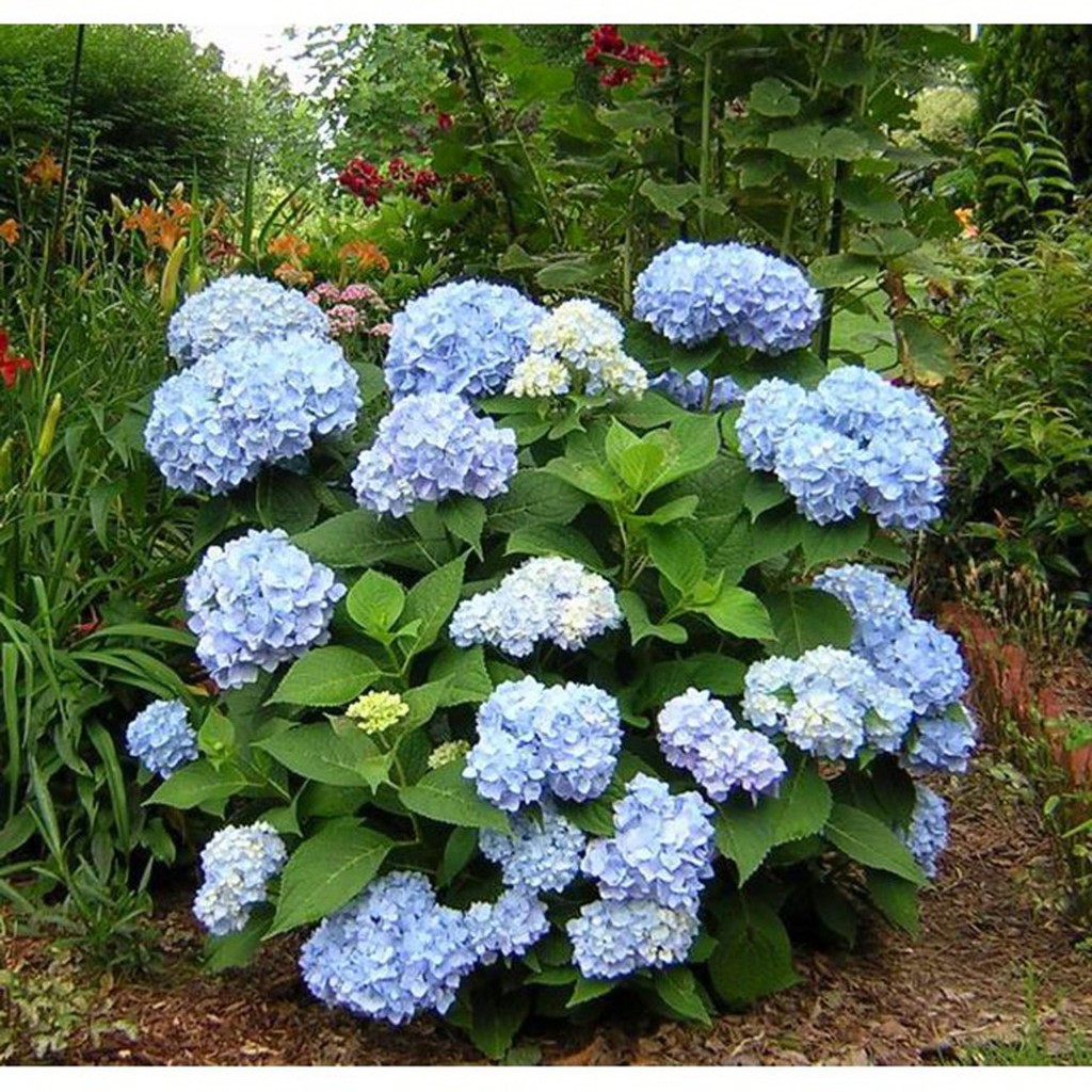 Bibit Benih Biji Bunga Hydrangea Blue - Benih Pohon Bunga Hydrangea Blue - Bunga Hydrangea Biru -COD
