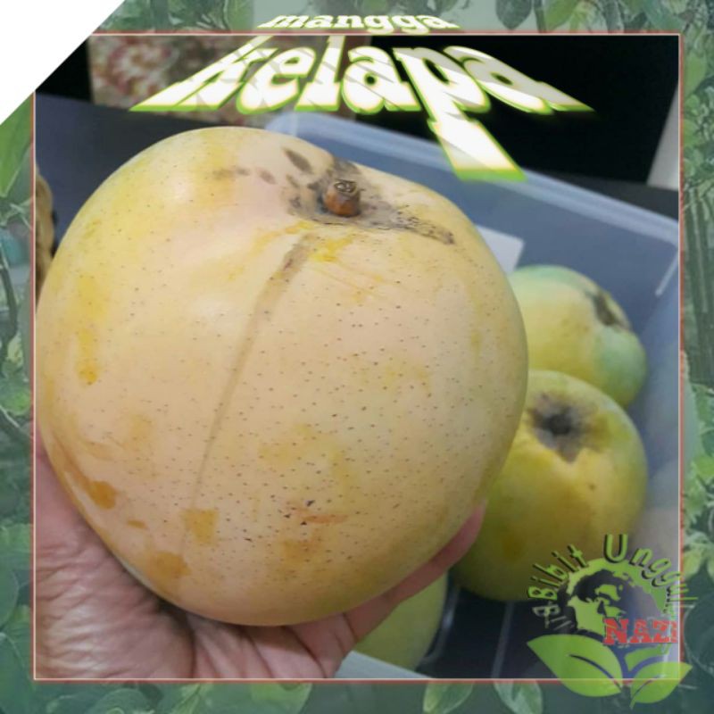 Bibit Mangga KELAPA Jumbo Super Unggul biasa TABULAMPOT