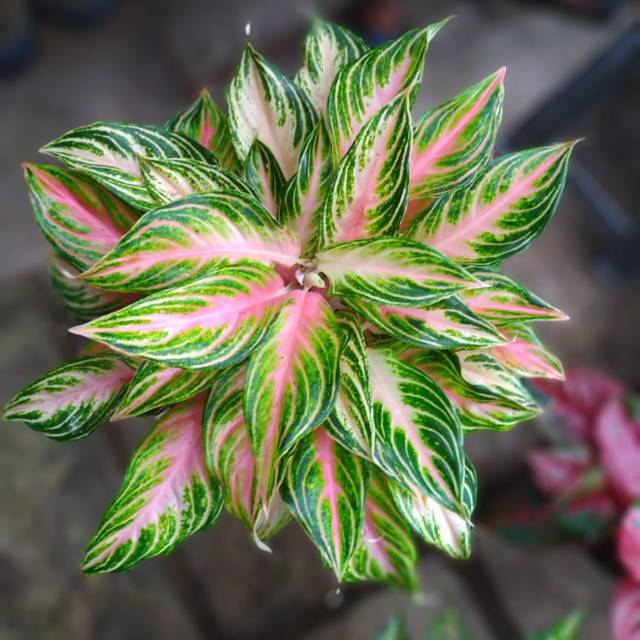 Tanaman aglonema pink sunset atau violet sunset remaja daun 5/6 helai