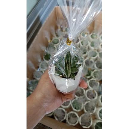 

SUCULEN CACTUS SOUVENIR PACKAGE + PAPER BAG