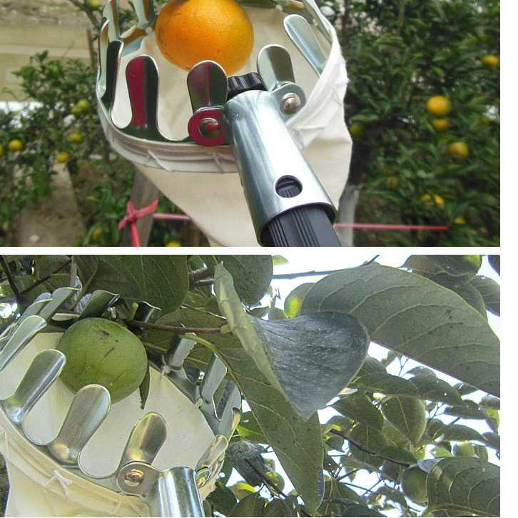 Model Baru.. Fruit Picker Alat Petik Buah Pohon Tinggi Sekop Pemetik Buah Tongkat Rambutan Alat Pana