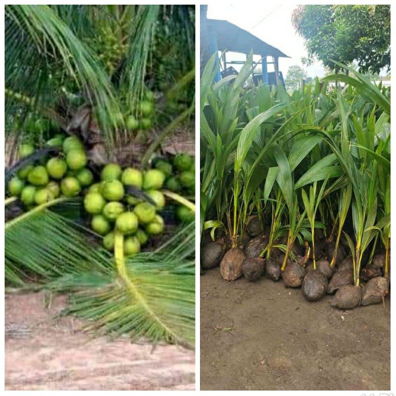 bibit kelapa hijau