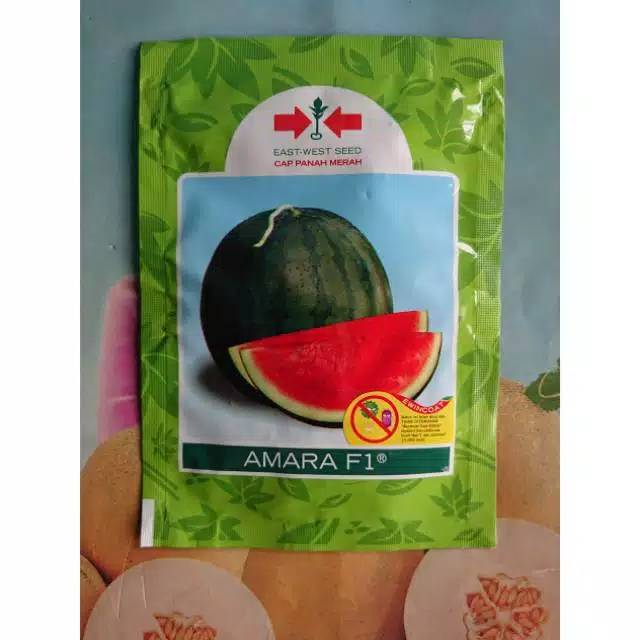 Benih Biji Bibit Semangka Non Biji Hibrida AMARA F1