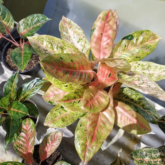 Aglonema big Roy rumpun mutasi