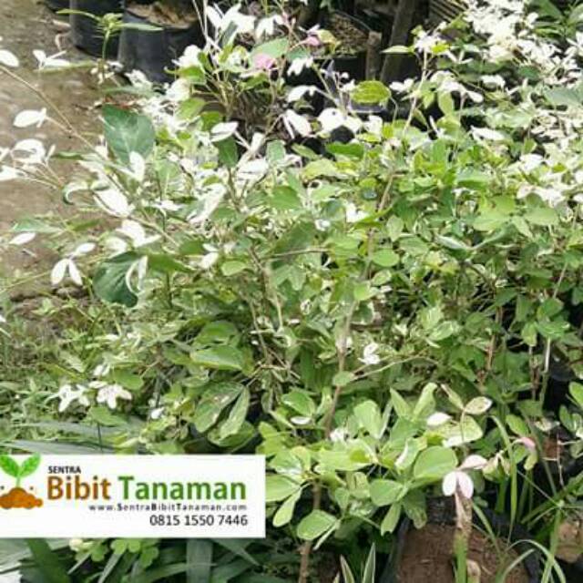 Bibit tanaman asem londo