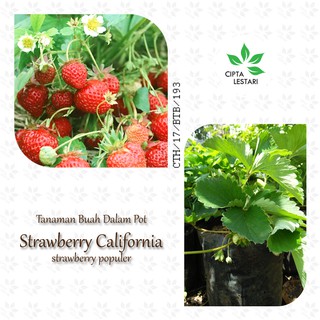 Bibit Tanaman Strawberry California Merah Bibit Tanaman Buah Strawberry