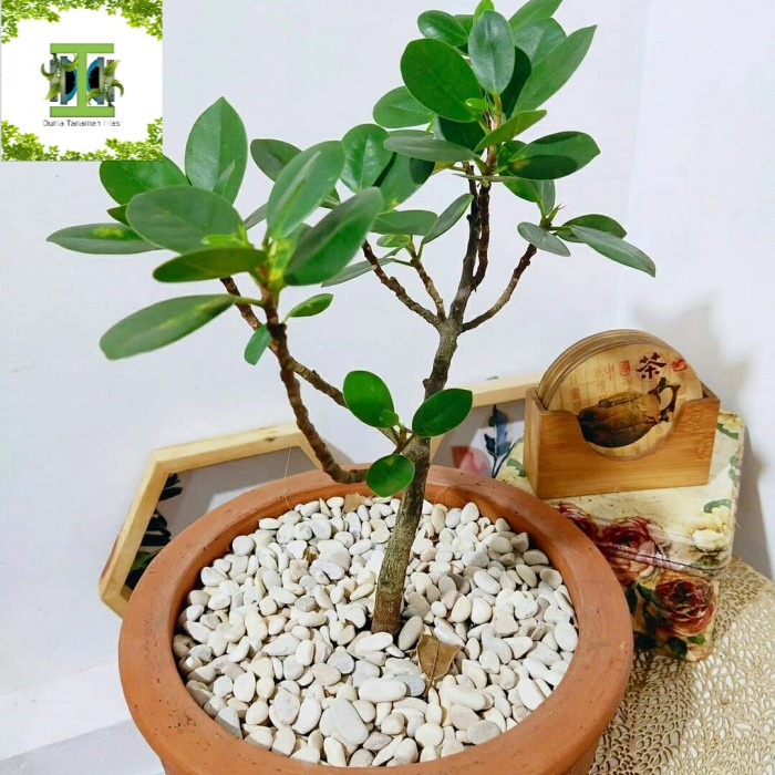 Tanaman hias Beringin Korea - Pohon beringin korea