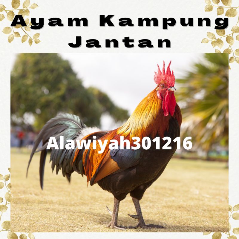 

AYAM KAMPUNG JAGO SUPER JUMBO