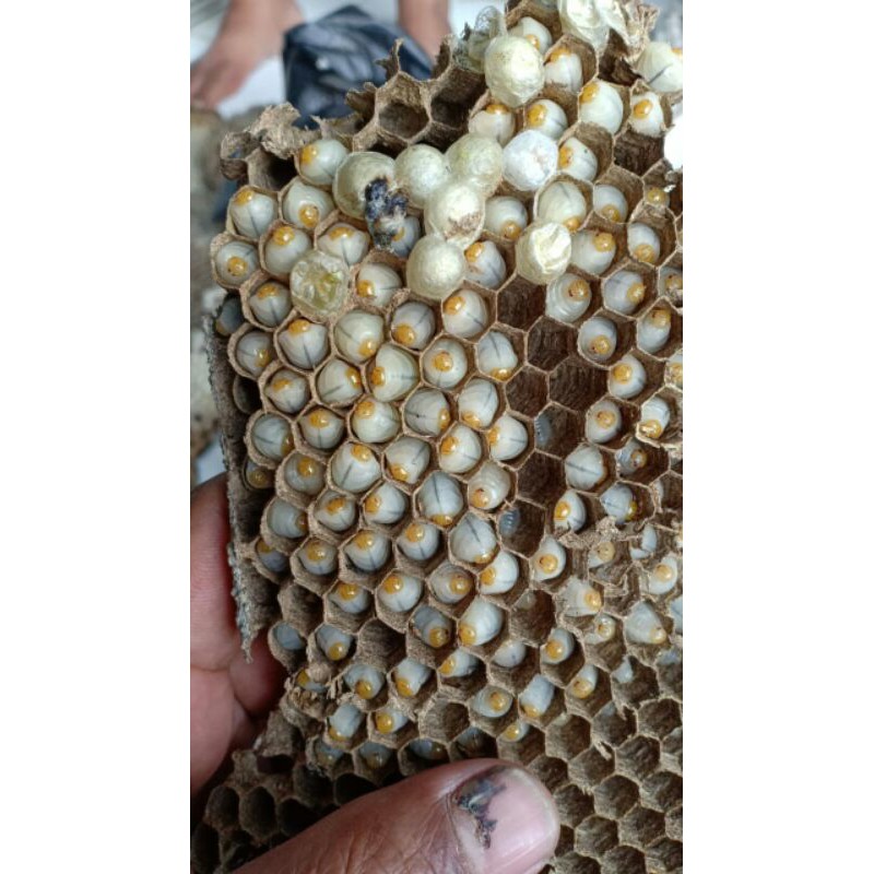 Telor larva TAWON