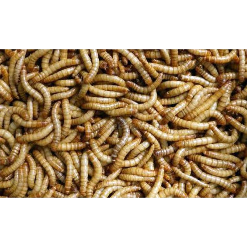 ulat hongkong - pakan burung ulat hongkong