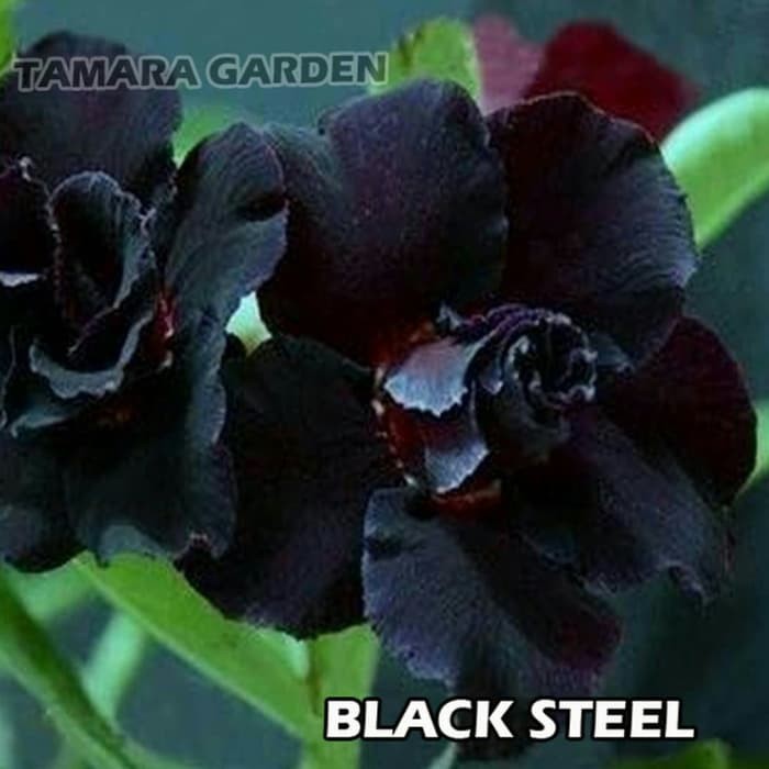 Jual Bibit Bunga Kamboja Adenium Black Steel Shopee Indonesia