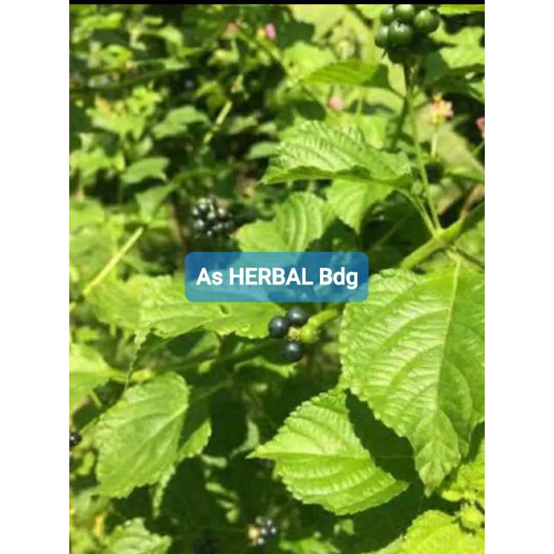 

Daun Lantana Camara atau Tembelekan Segar 1 Kg-az