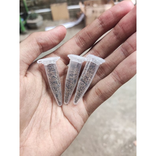 Paket hemat biji gymno & LB hybrid mix variegata