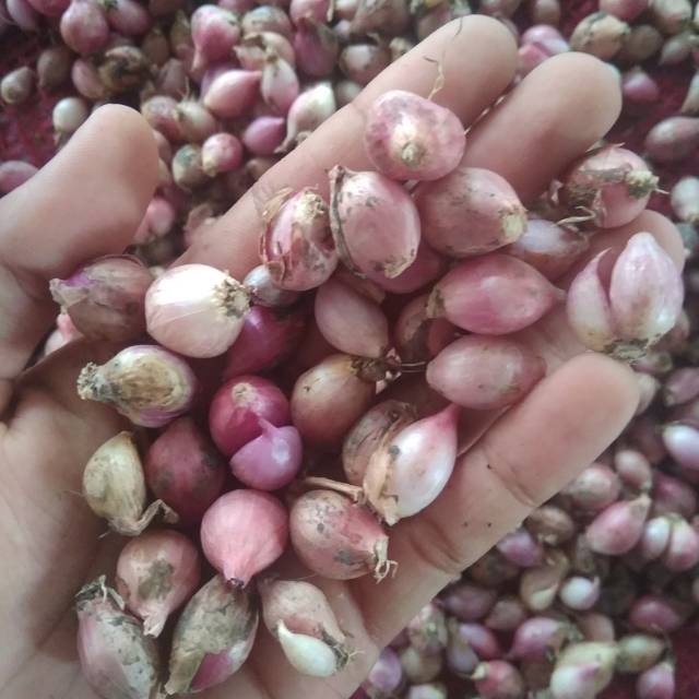 

Bawang merah termurah !!