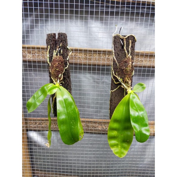 Phalaenopsis Violacea Mentawai