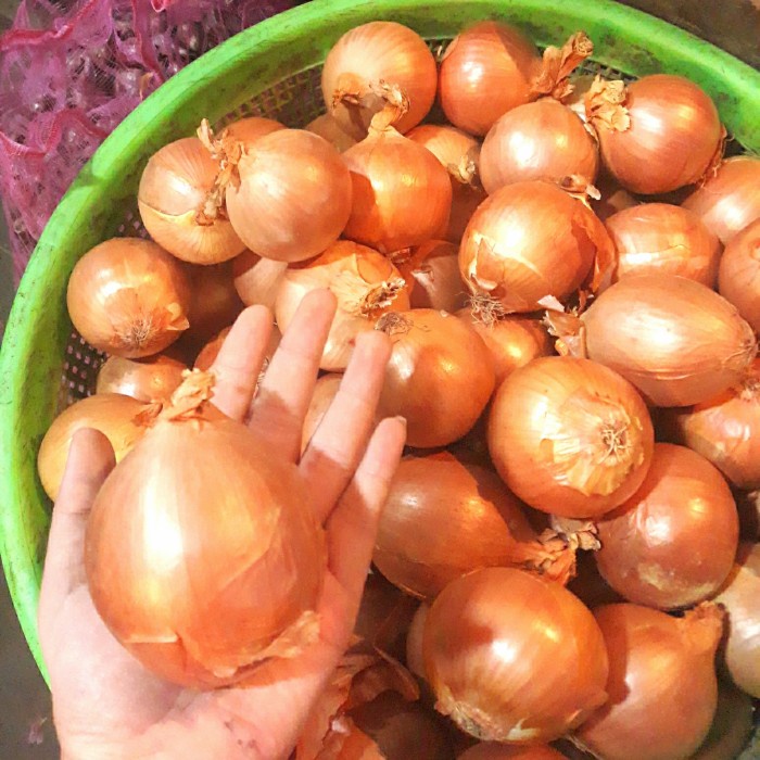 

Bawang bombay / bombai / Onion Fresh 500 Gram - 250 Gram