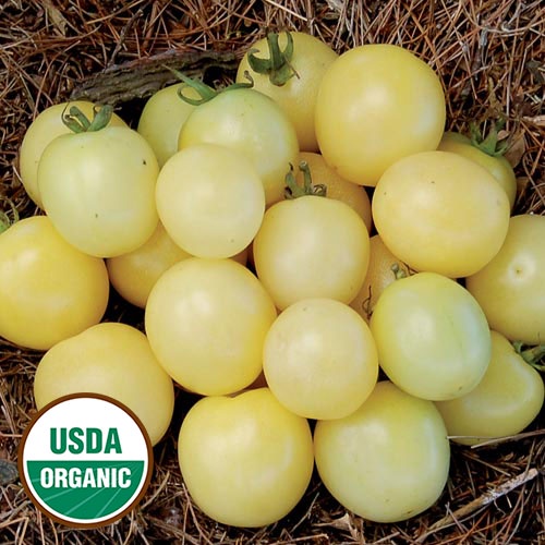 Benih Bibit Biji - White Cherry Tomato Tomat Ceri Kuning Muda Pucat Seeds