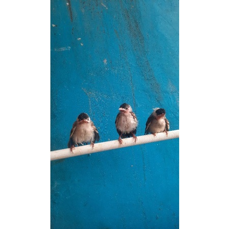 Anakan burung kutilang lolohan jinak #Promo100orderPertama