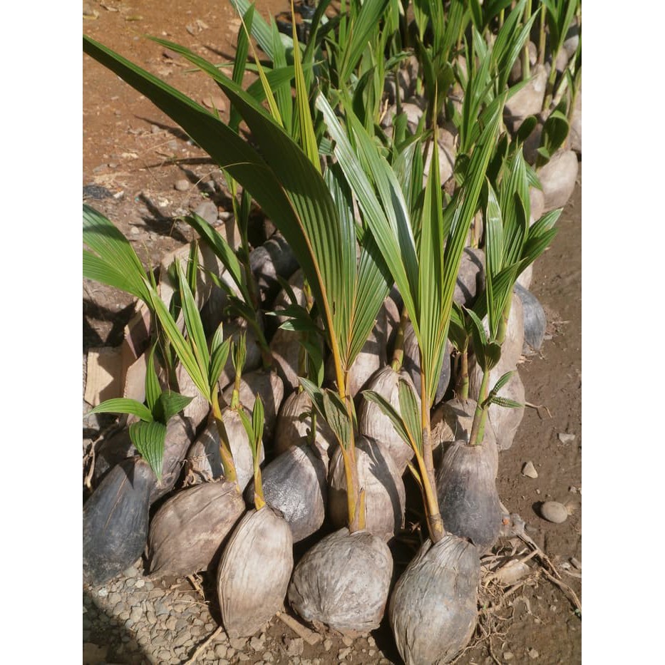 Bibit kelapa hibrida unggul