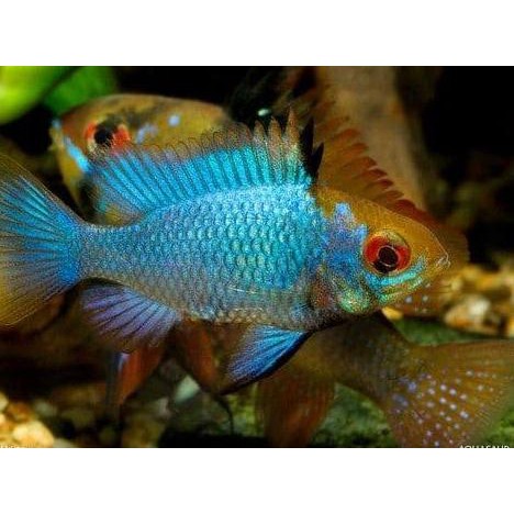 Ch Ikan Hias Air Tawar Ramirezi Blue Electric Aquarium Aquascape