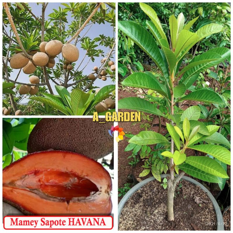 Tanaman Mamey Sapote Havana - Bisa COD