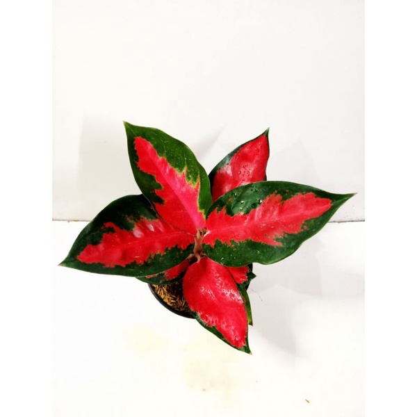 Aglonema suksom jaipong kulture Dewasa lilin