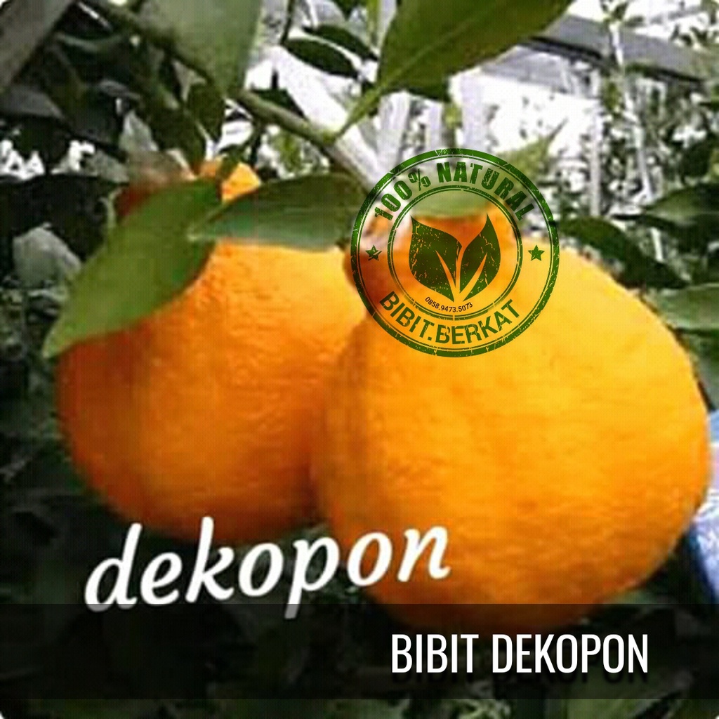 BIBIT JERUK DEKOPON