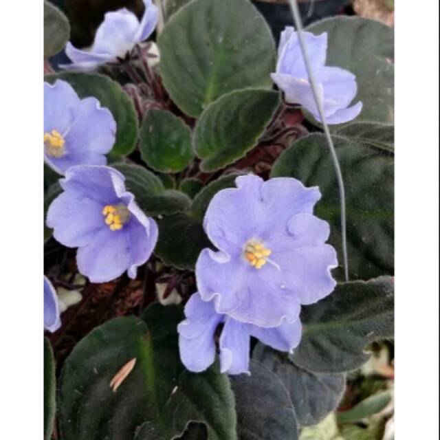 Tanaman gantung soft purple african violet