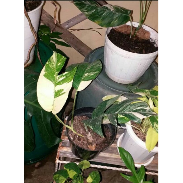 Jual Epipremnum pinnatum variegata putih | Shopee Indonesia