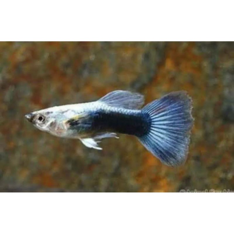 

Ikan Guppy blue diamond