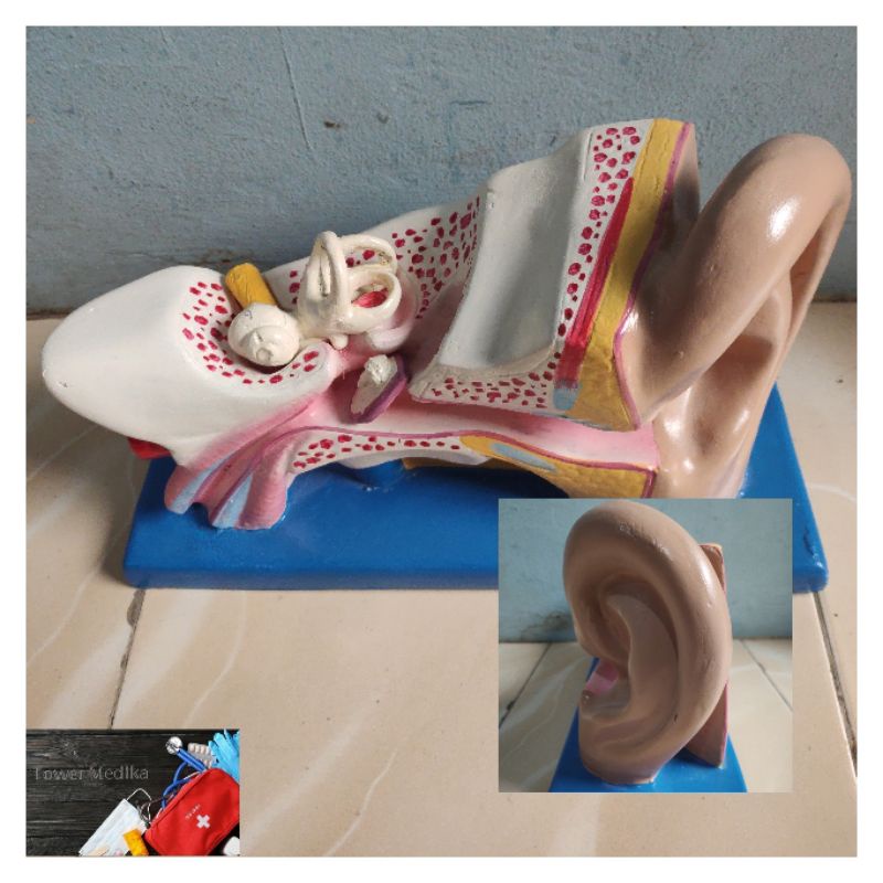 MANIKIN MODEL TELINGA / PHANTOM MANIKIN
