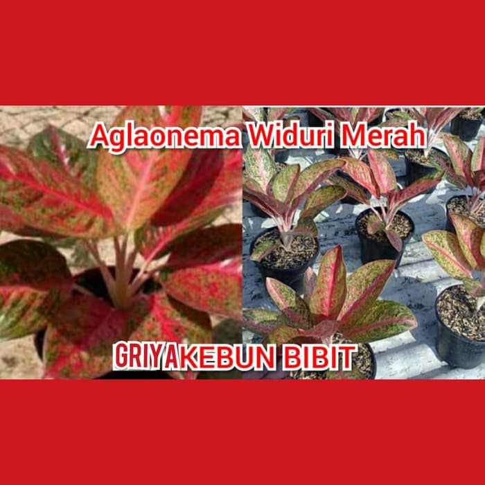 Terbaru 30 Gambar  Bunga  Aglaonema  Widuri Galeri Bunga  HD