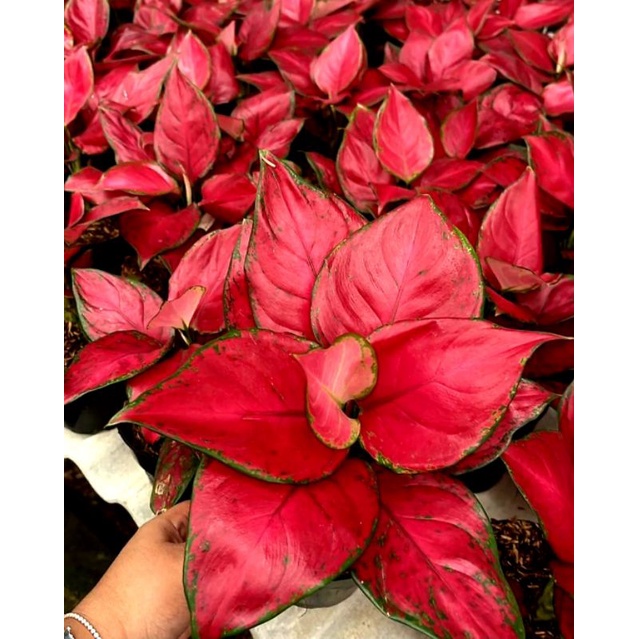 Aglonema Red Anjamani Full Merah Remaja