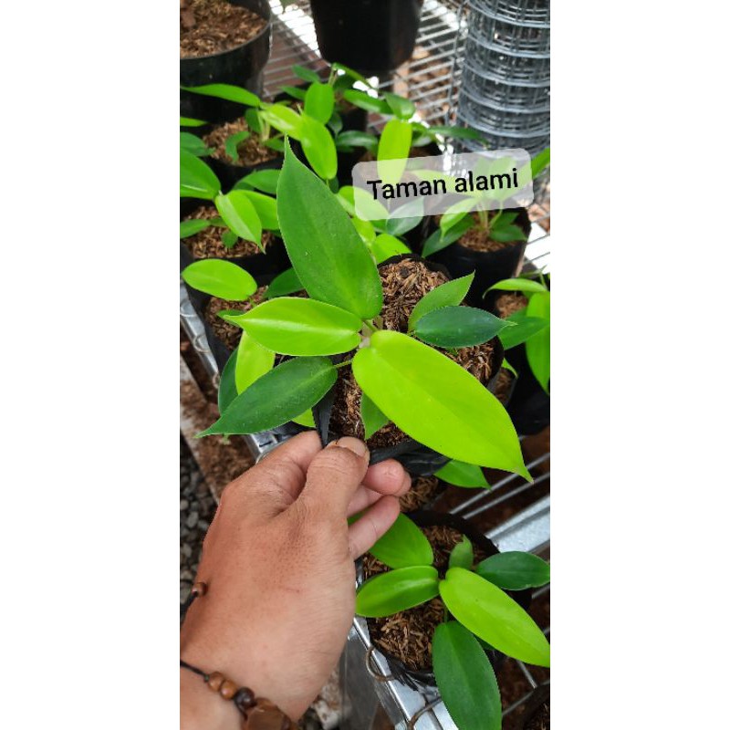 

florida ghost - philodendron florida ghost realpick