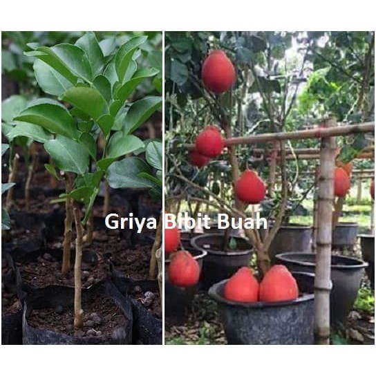 Ready Bibit Tanaman Buah Jeruk Pamelo Merah - Bibit Jeruk Pamelo Ruby