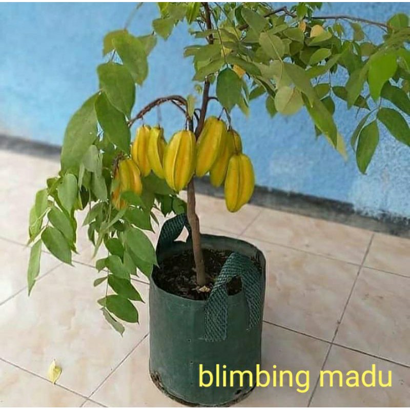 bibit belimbing bangkok merah