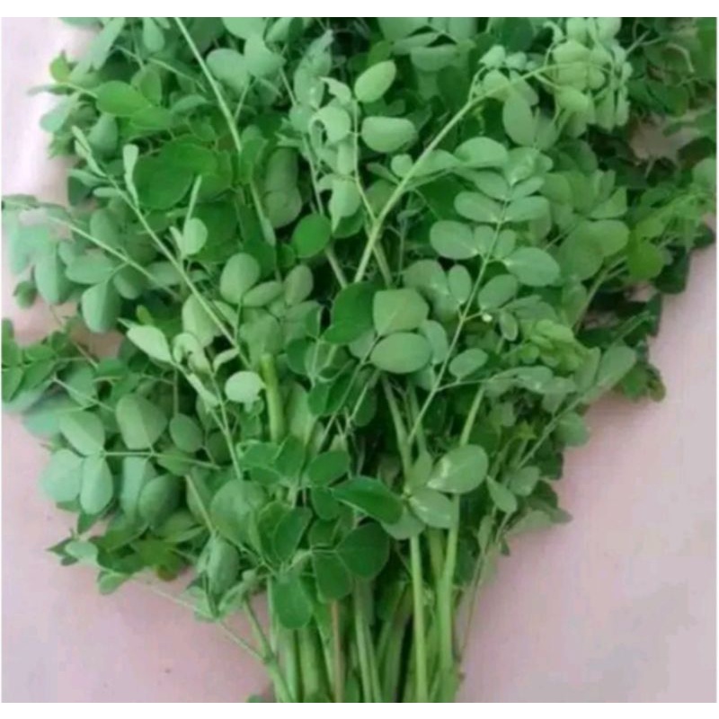 

Daun KELOR segar Fresh / 150gr fresh Qualit