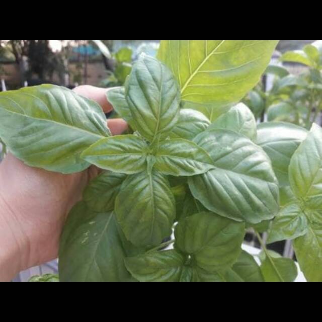 Daun Basil Organik 100gram