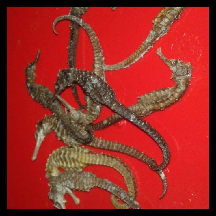 

PROMO kuda laut kering per ekor