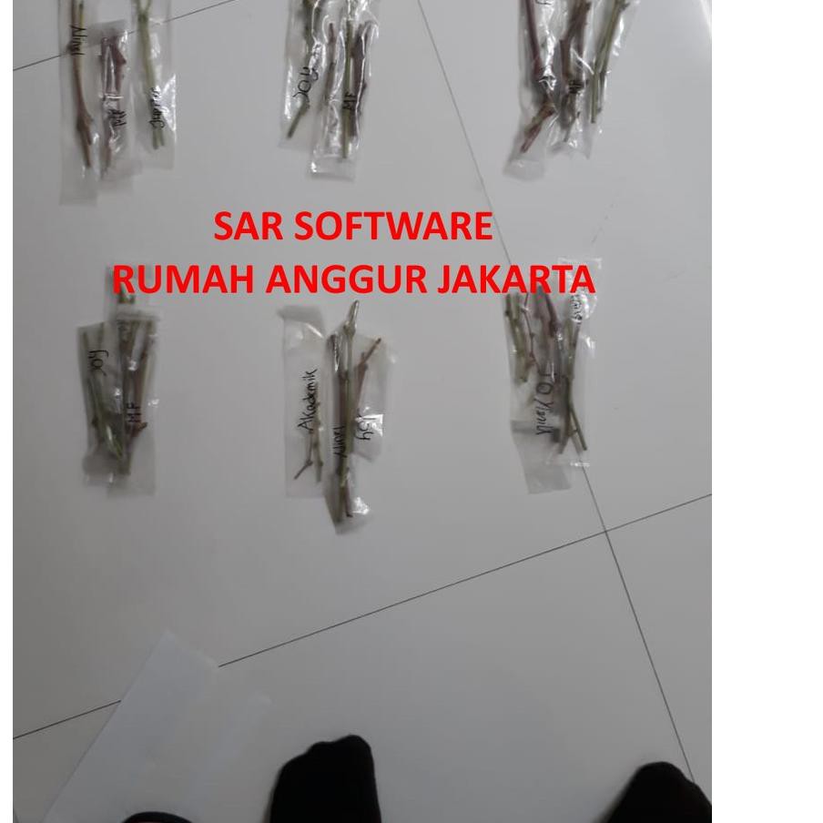 Terbaik Entres Anggur Impor (per Paket isi 1 Jenis, 2 Entres @2 Mata tunas)