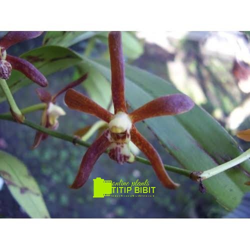 Anggrek spesies Armodorum sulingii